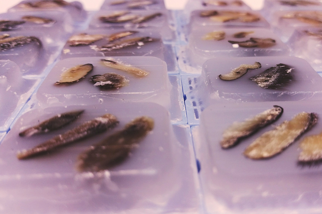 Tissue samples preserved in wax blocks. Photo by Jane Westendorf. 